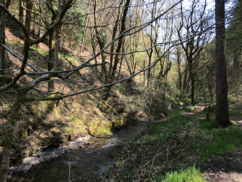 Brechfa Forest